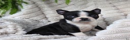 Boston Terrier dogs for sale: Kameron - Ad 5