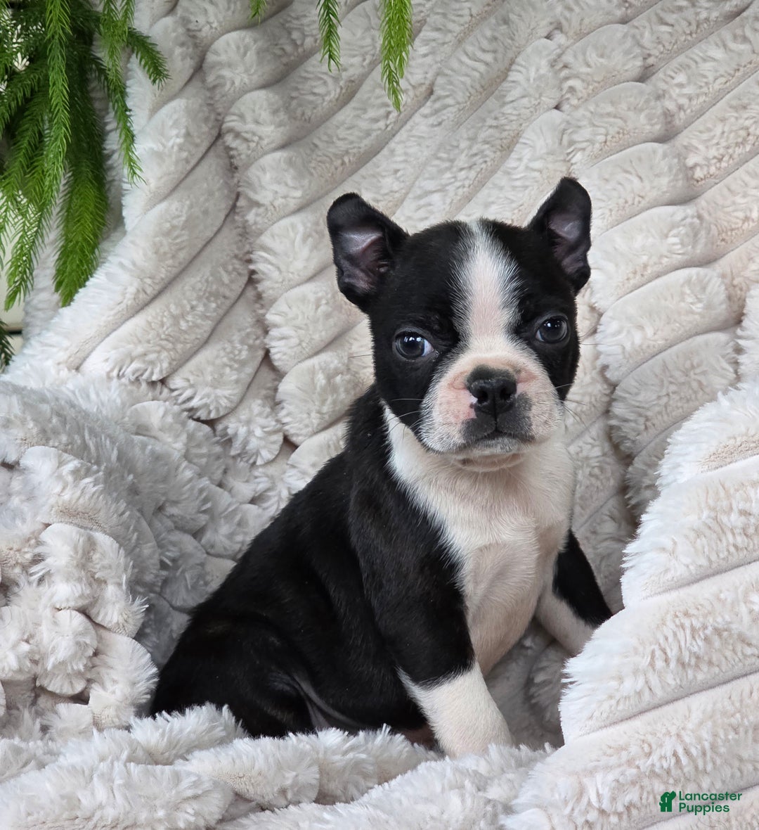 Boston Terrier dogs for sale: Kameron - Ad 5