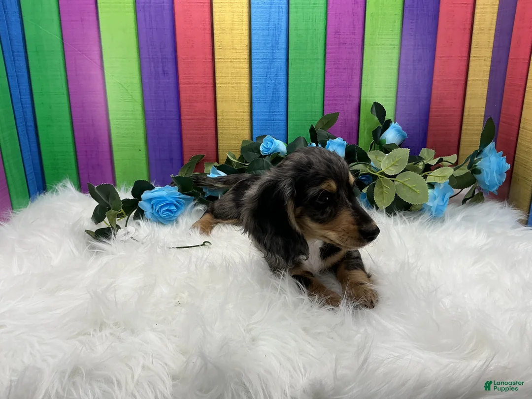 Dachshund dogs for sale: Dachshund Puppy 1 - Ad 1