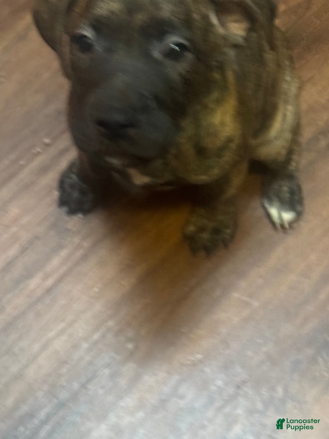 Mixed Breed dogs for sale: Mixed Breed Puppy 3 - Ad 6