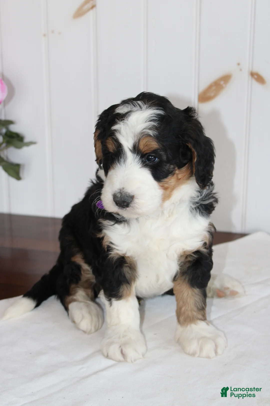 Bernedoodle dogs for sale: Love Dove - Ad 5