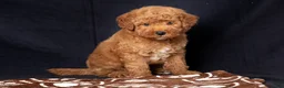 Mini Goldendoodle dogs for sale: Len - Ad 3