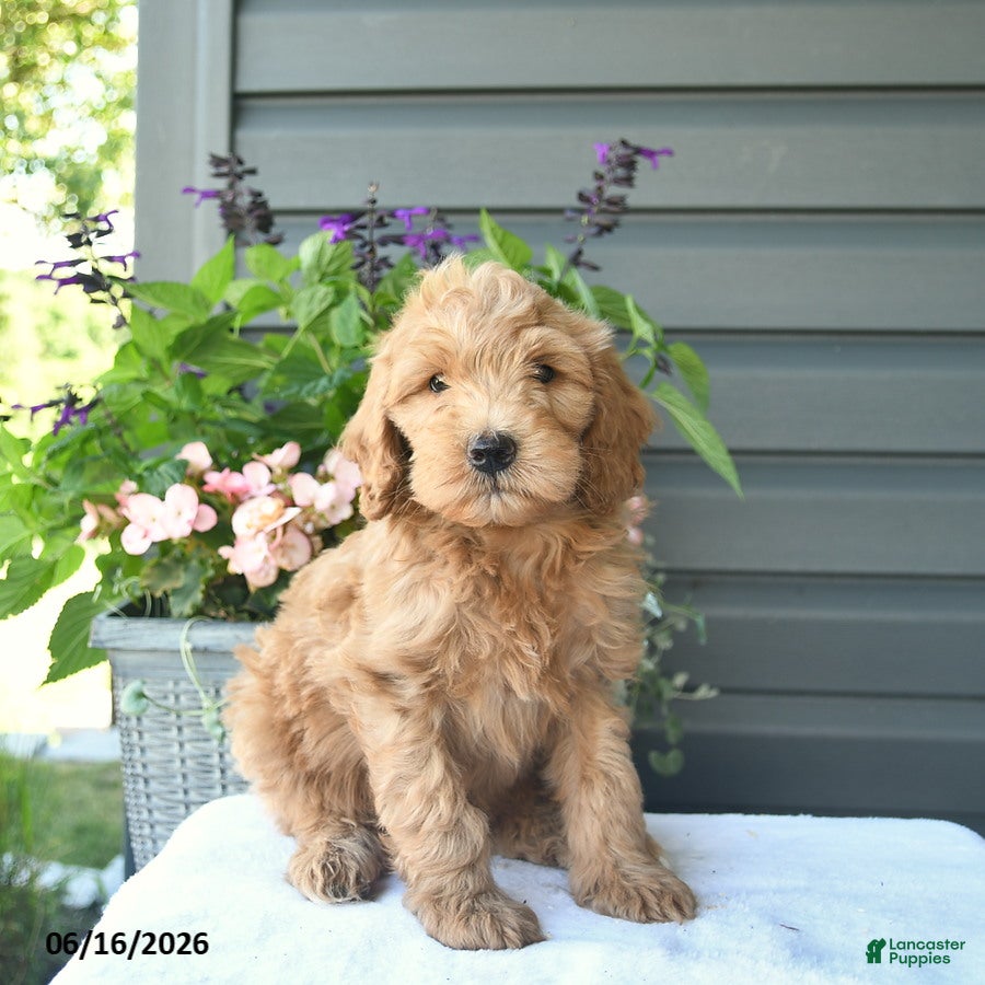 Mini Goldendoodle dogs Brownie  - Ad 1