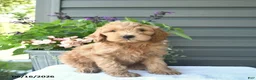 Mini Goldendoodle dogs for sale: Brownie  - Ad 1