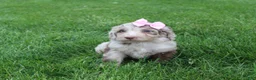 Mini Aussiedoodle dogs for sale: Colette - Ad 3