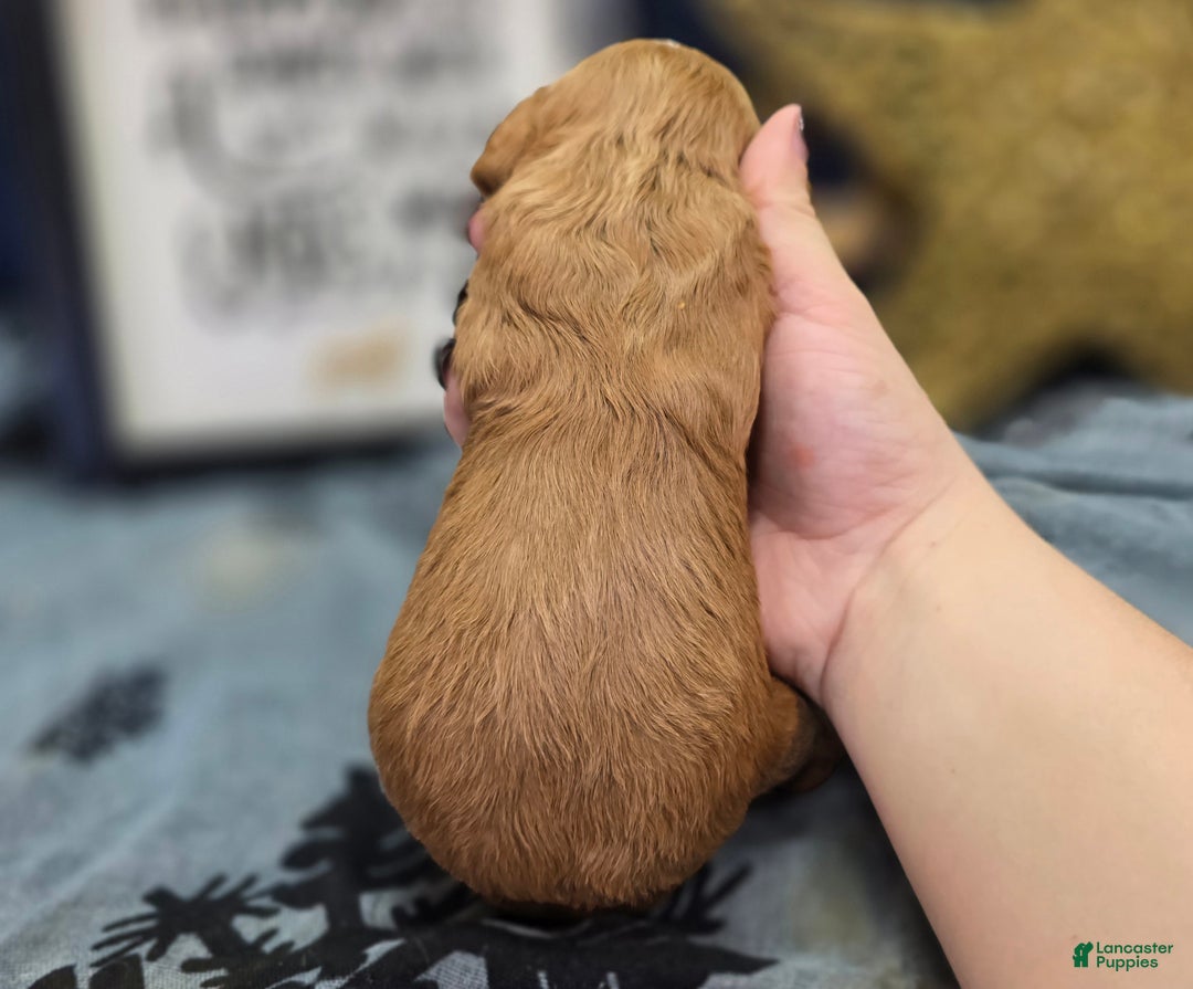 Cavapoo dogs for sale: Flannel - Ad 6