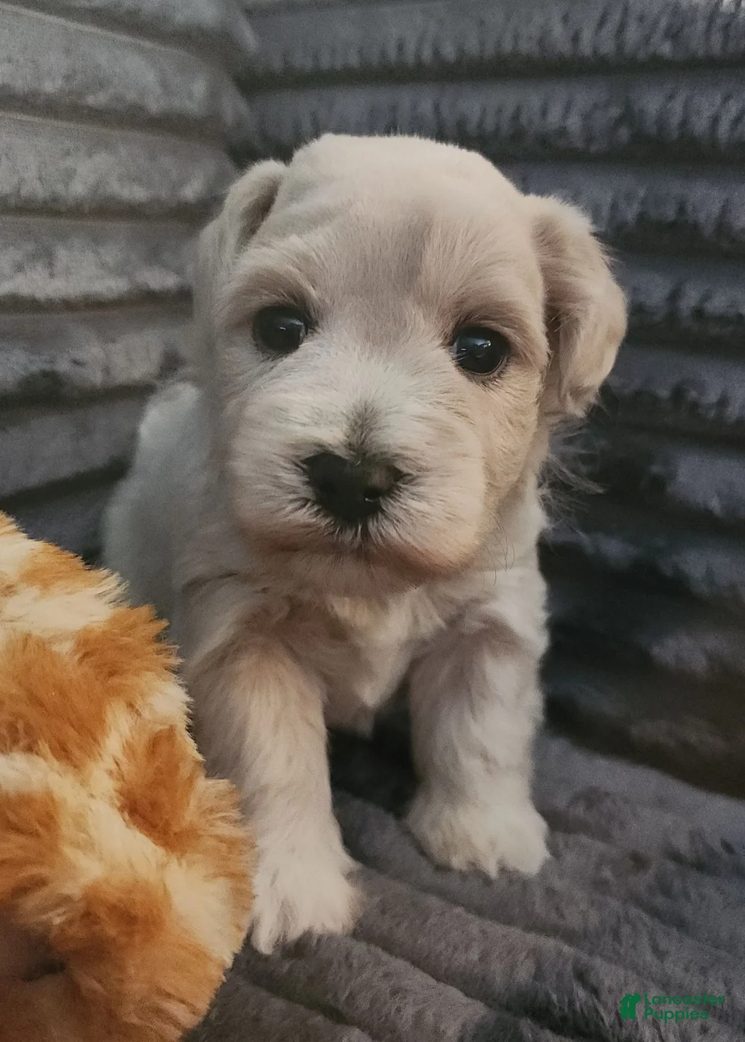 Miniature Schnauzer dogs for sale: Hank - Ad 1