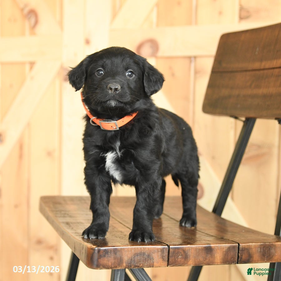 Mixed Breed dogs Ryan - Ad 1