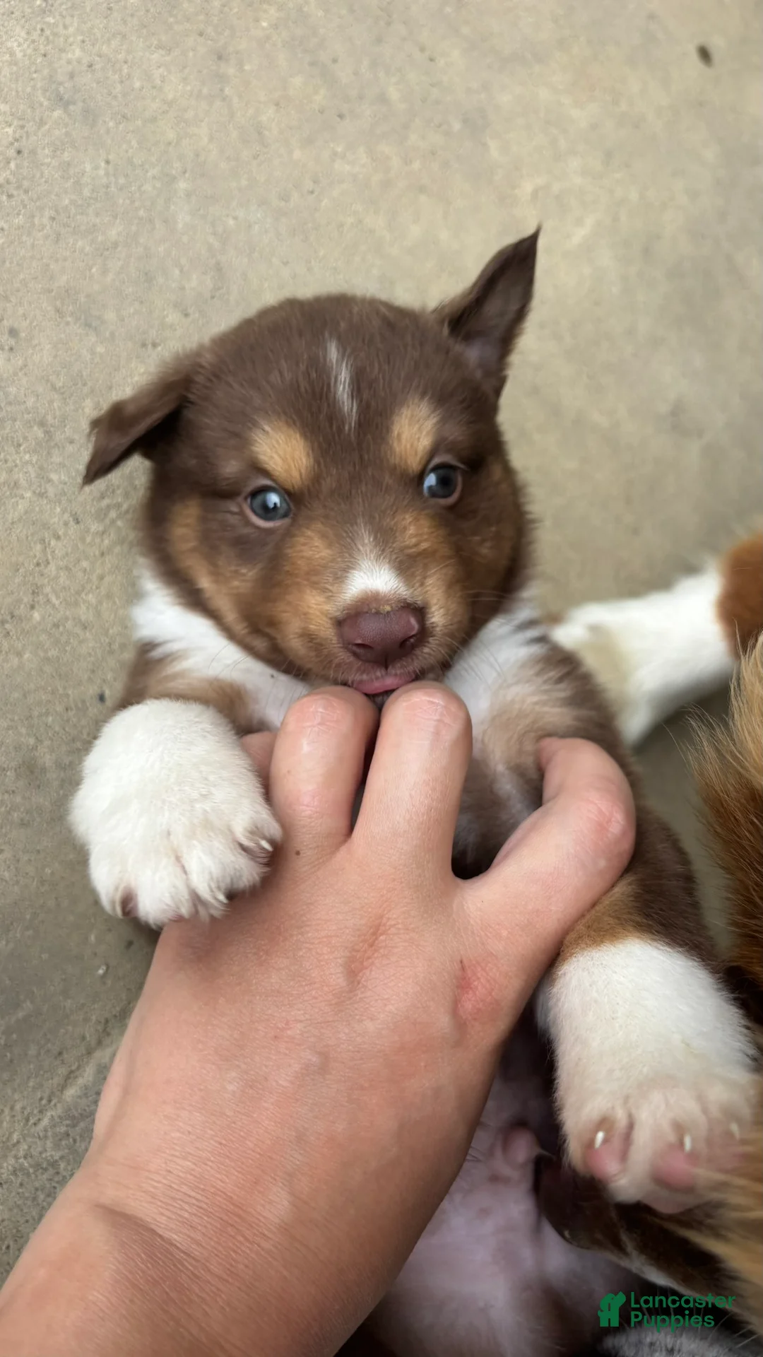 Miniature Australian Shepherd dogs for sale: #2 Red Tri Male - Ad 1