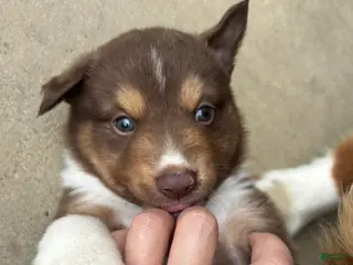Miniature Australian Shepherd dogs #2 Red Tri Male - Ad 17