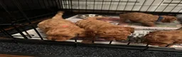 Cavapoo dogs for sale: Dave - Ad 4