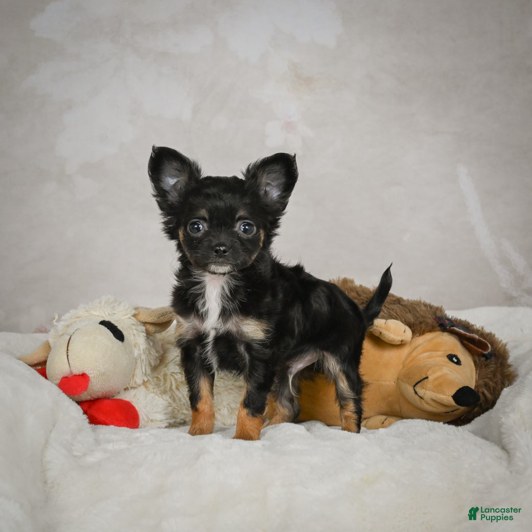 Chihuahua dogs Little Tom - Ad 17