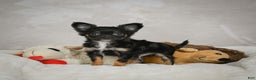 Chihuahua dogs for sale: Little Tom - Ad 1