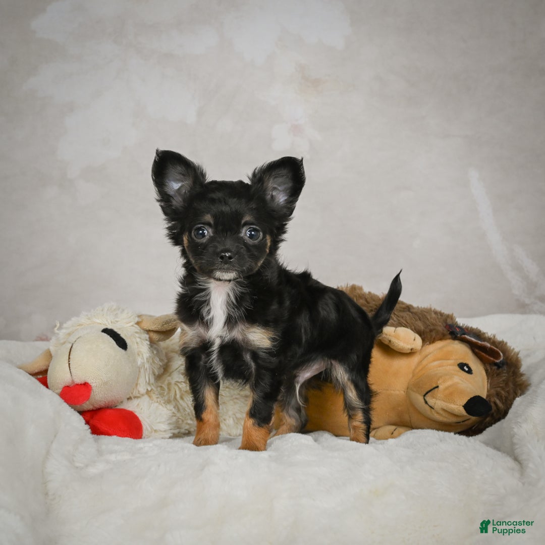 Chihuahua dogs for sale: Little Tom - Ad 1