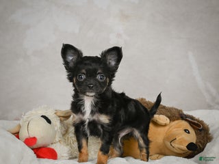 Chihuahua dogs Little Tom - Ad 38