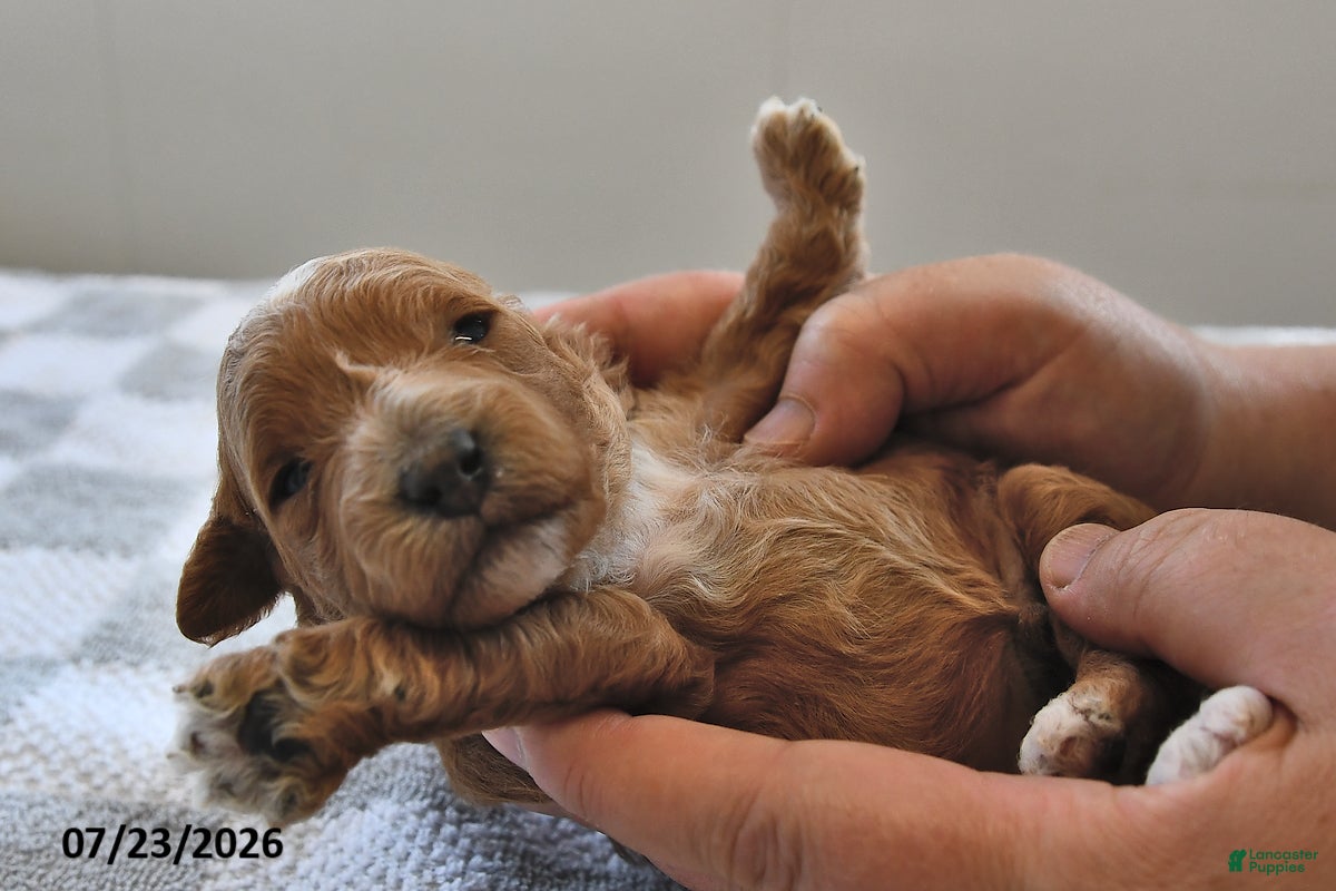 Mini Goldendoodle dogs Ollie - Ad 1