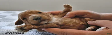 Ollie