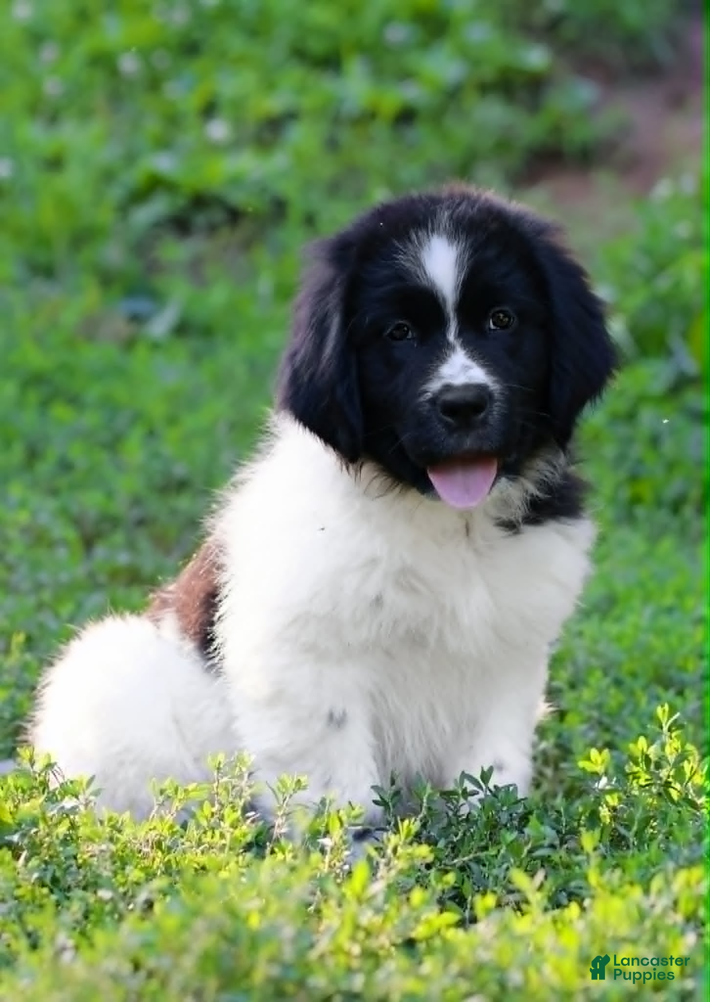 Newfoundland dogs Boo - Ad 2