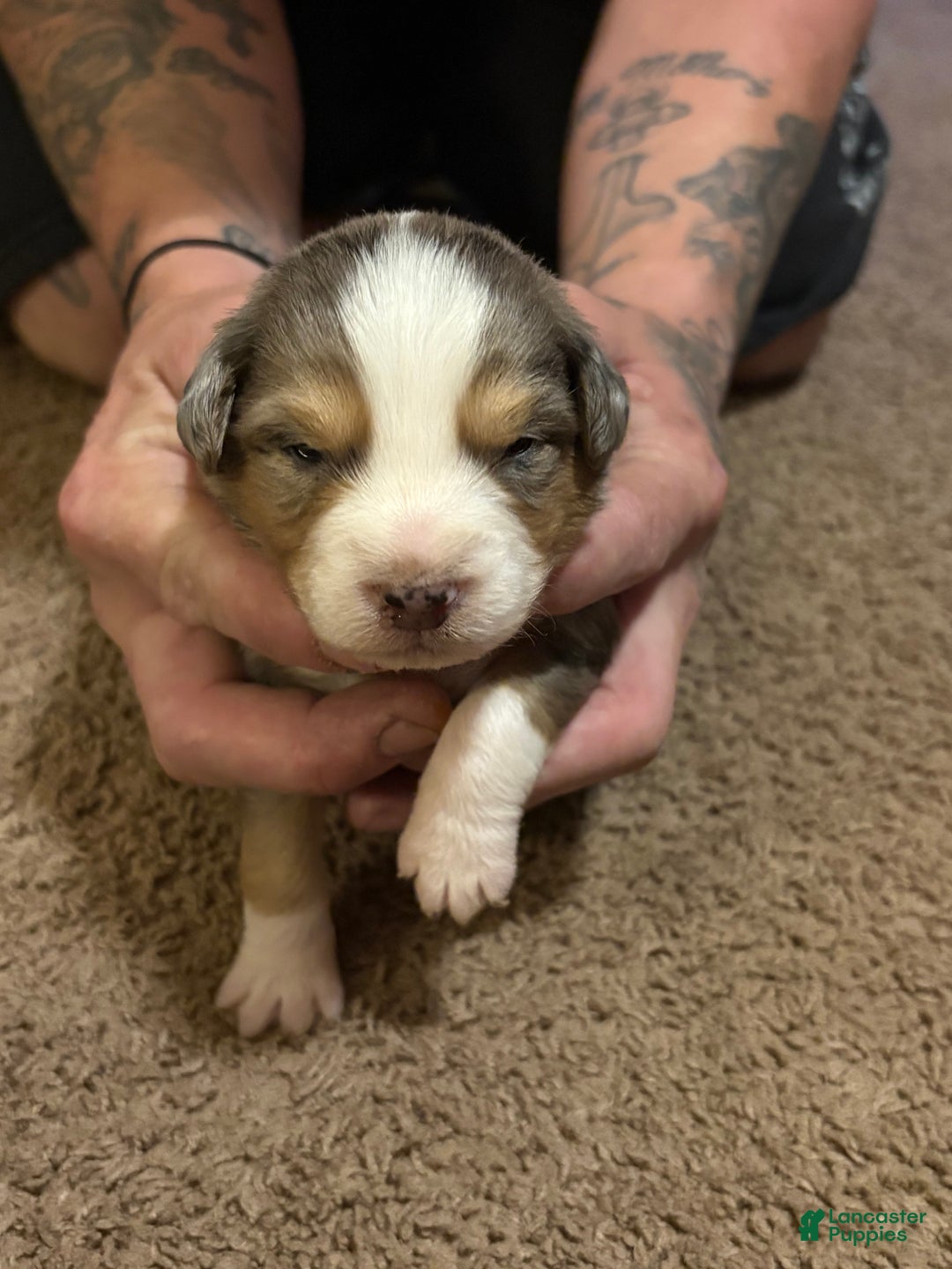 Australian Shepherd dogs for sale: Max. - Ad 2