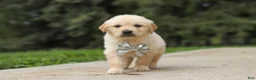 Golden Retriever dogs for sale: Baxter - Ad 6