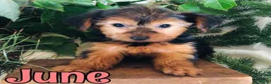 Yorkshire Terrier 4