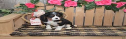 Cavalier King Charles Spaniel dogs for sale: Dorie - Ad 6