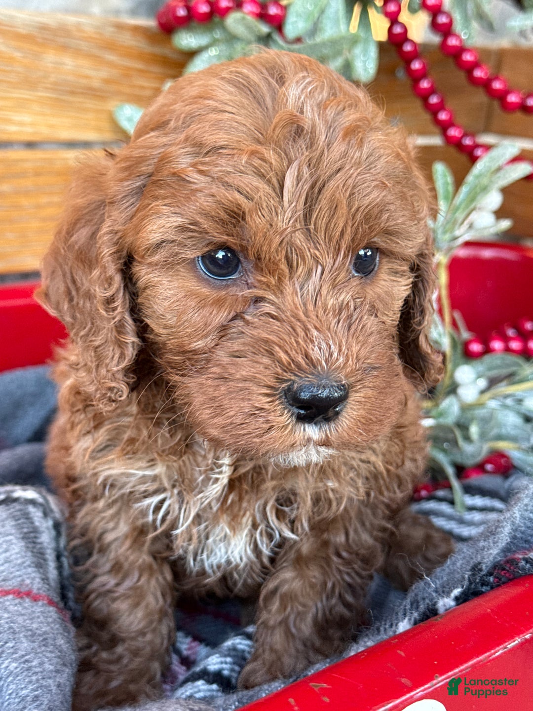 Mini Goldendoodle dogs for sale: Iris - Ad 11