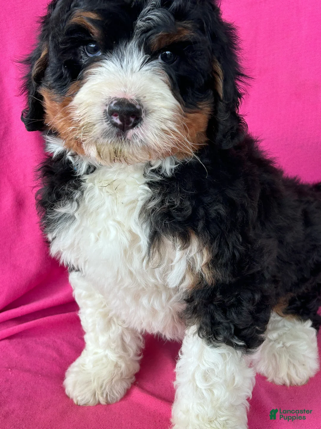 Mini Bernedoodle dogs for sale: ALBERT - Ad 4