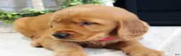 Golden Retriever dogs for sale: Sadie - Ad 5