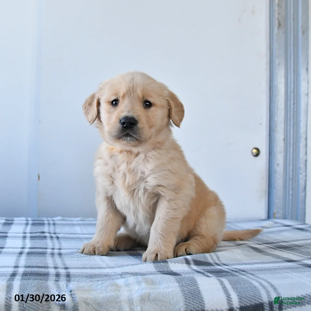 Golden Retriever dogs for sale: Rolo - Ad 1