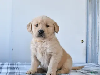 Golden Retriever dogs Rolo - Ad 3