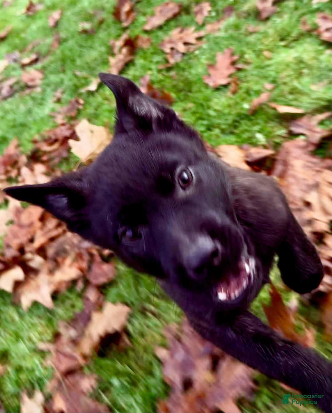 Mixed Breed dogs for sale: Black collar - Female Brindle - Ad 3