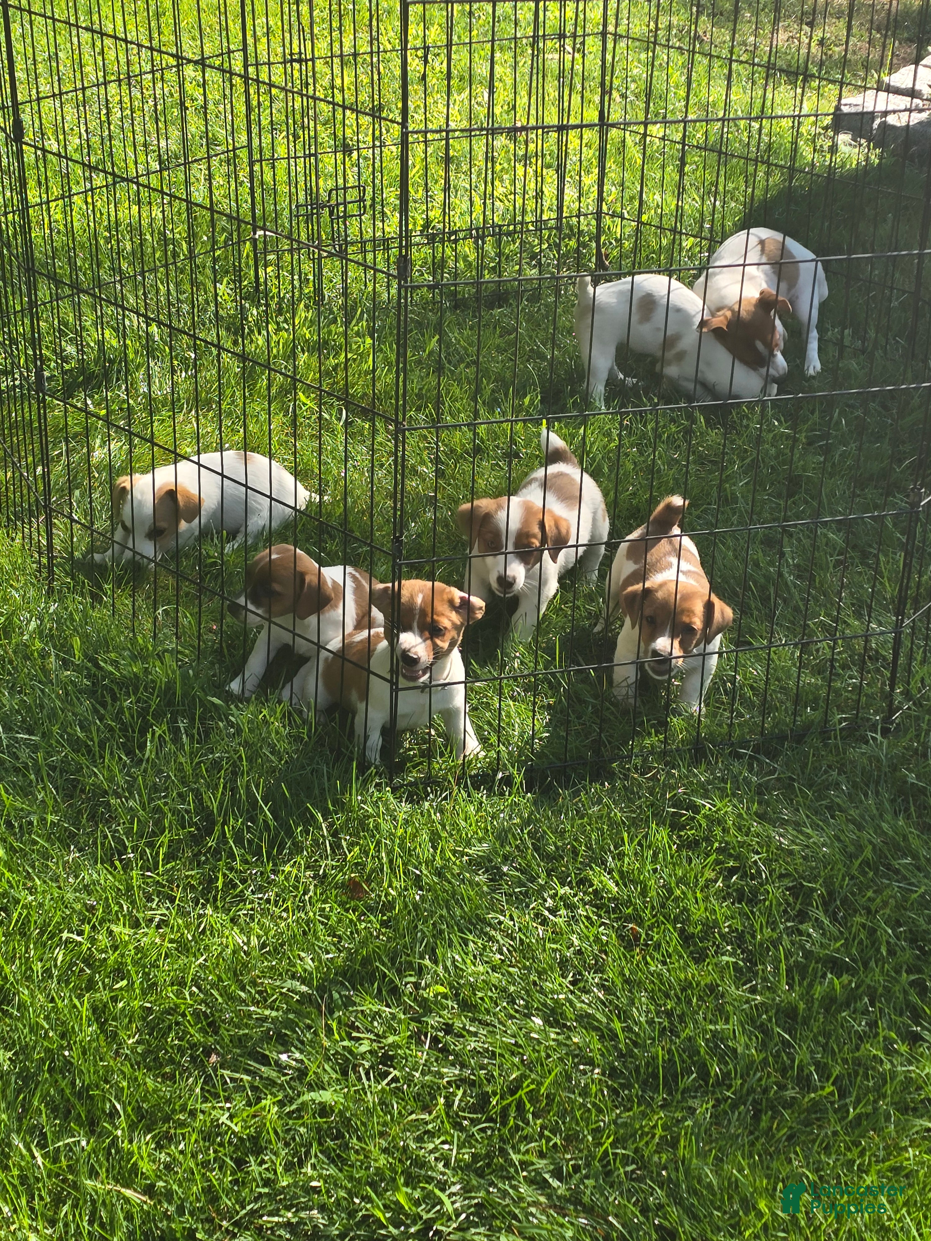 Jack Russell Terrier dogs Jack Russell Terrier 4 - Ad 1