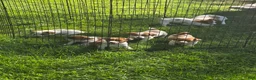 Jack Russell Terrier dogs for sale: Jack Russell Terrier 4 - Ad 1