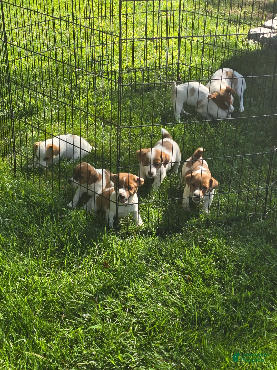 Jack Russell Terrier dogs for sale: Jack Russell Terrier 4 - Ad 1