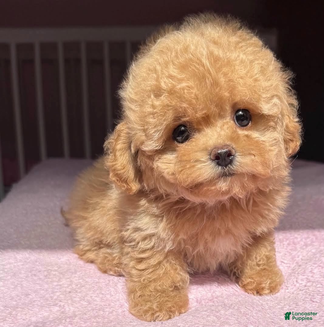Toy Poodle dogs for sale: kfc - Ad 6