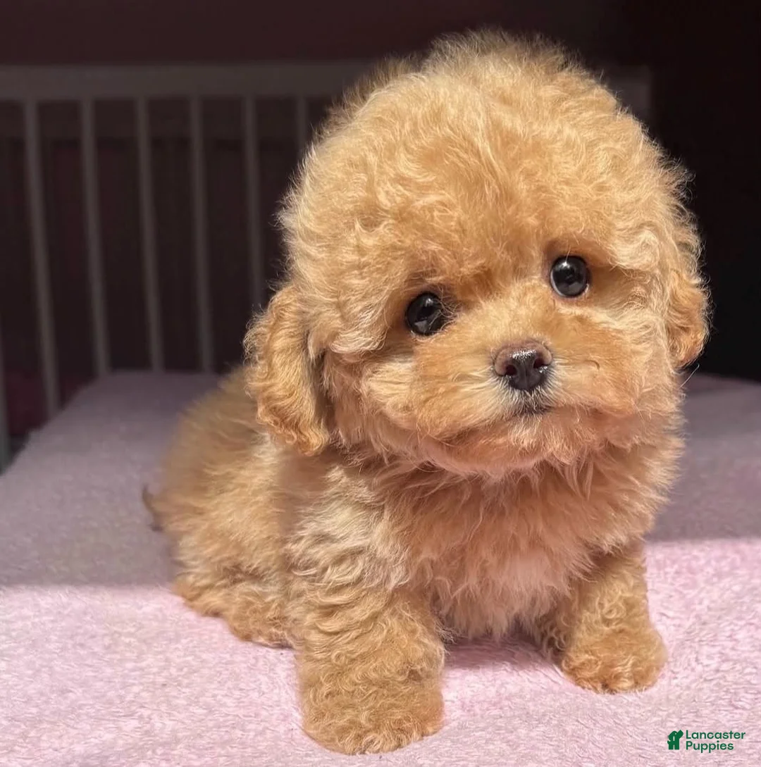 Toy Poodle dogs for sale: kfc - Ad 1