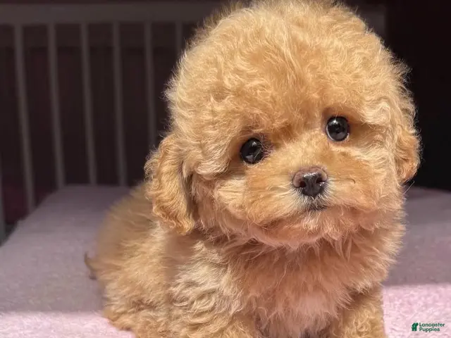 Toy Poodle dogs for sale: kfc - Ad 6