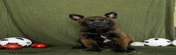 Belgian Malinois dogs for sale: Oaklee - Ad 3