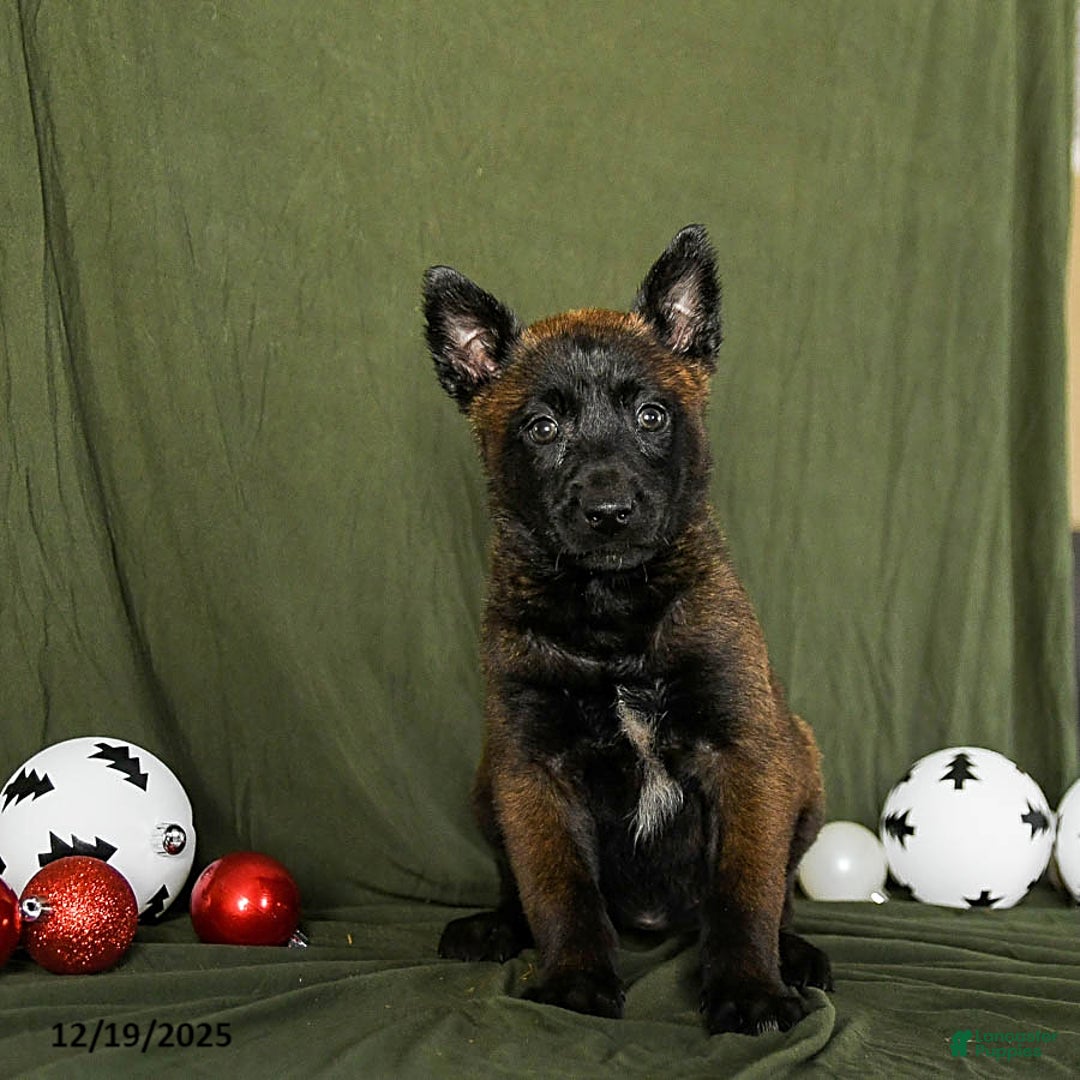 Belgian Malinois dogs for sale: Oaklee - Ad 3