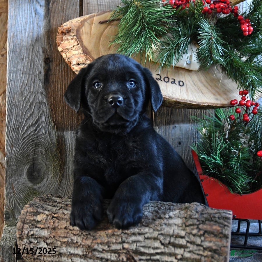 Labrador Retriever dogs Rudey - Ad 1