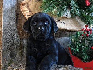 Labrador Retriever dogs Rudey - Ad 5