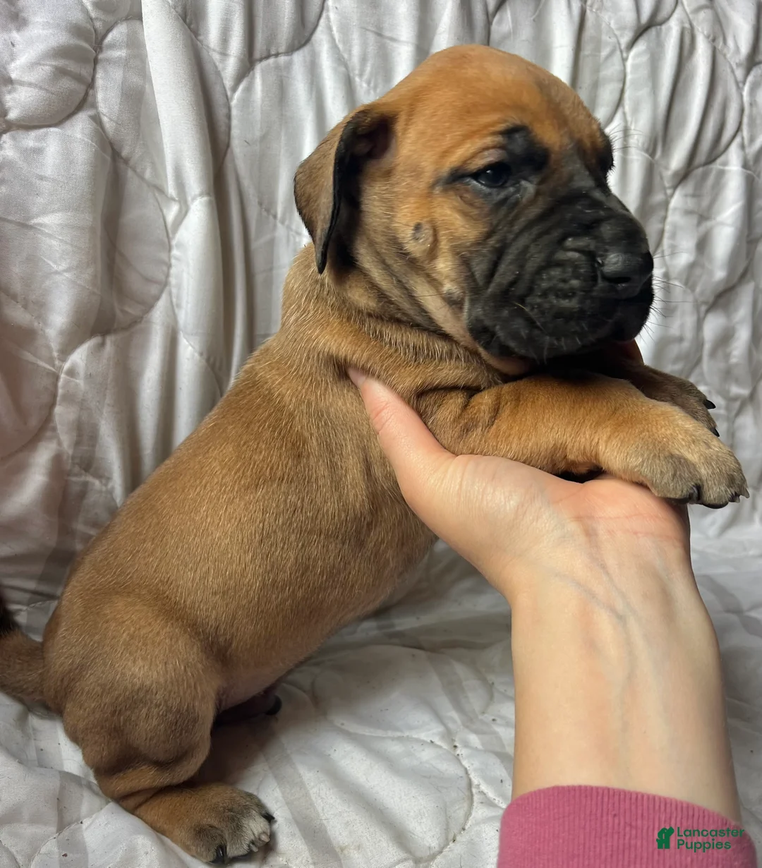 Great Dane dogs for sale: Wyatt Earp - Ad 2