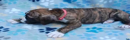 Boxer dogs for sale: Boxer Puppy 4 - Ad 2