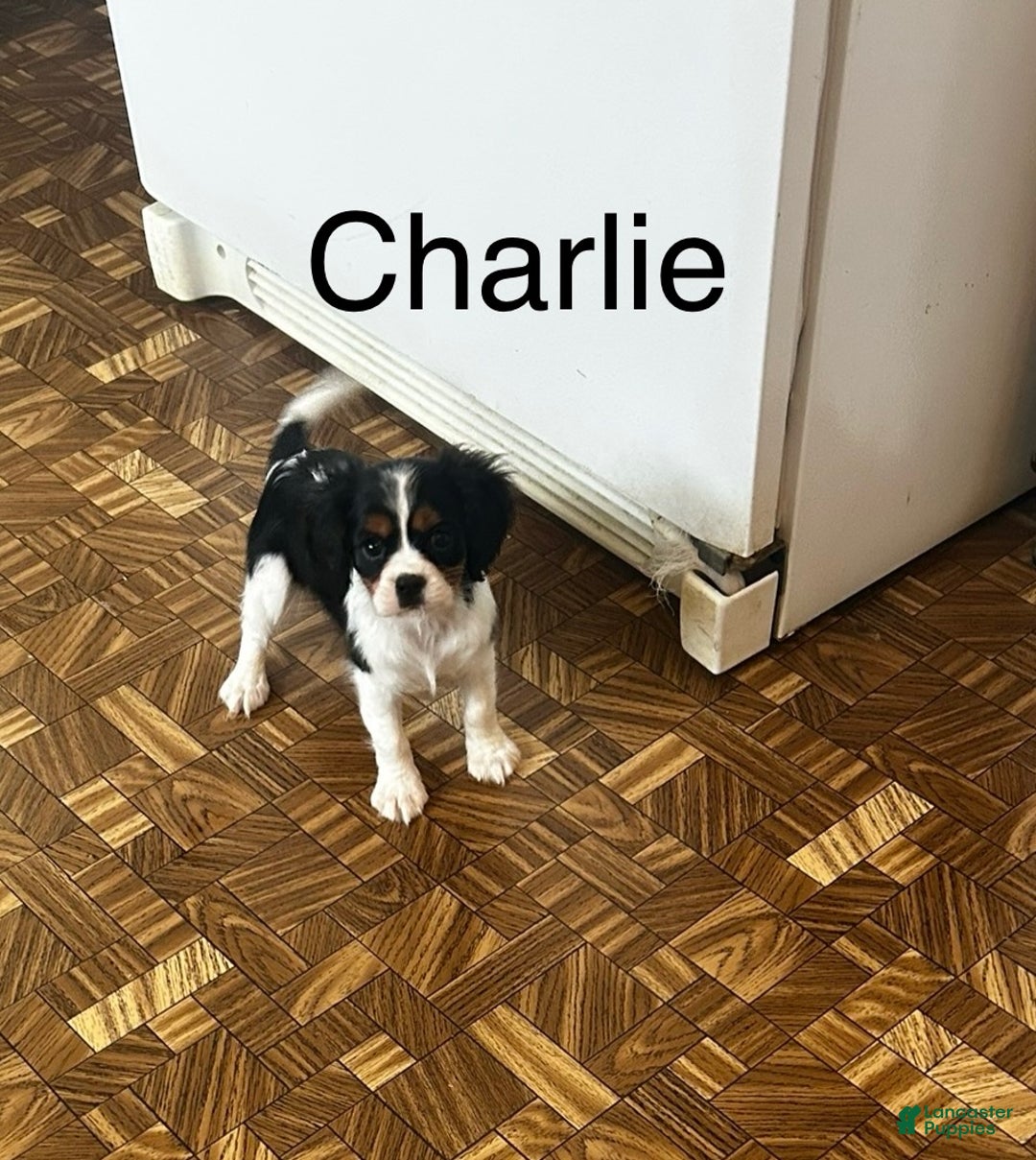 Cavalier King Charles Spaniel dogs for sale: Cavalier King Charles Spaniel Puppy 1 - Ad 2