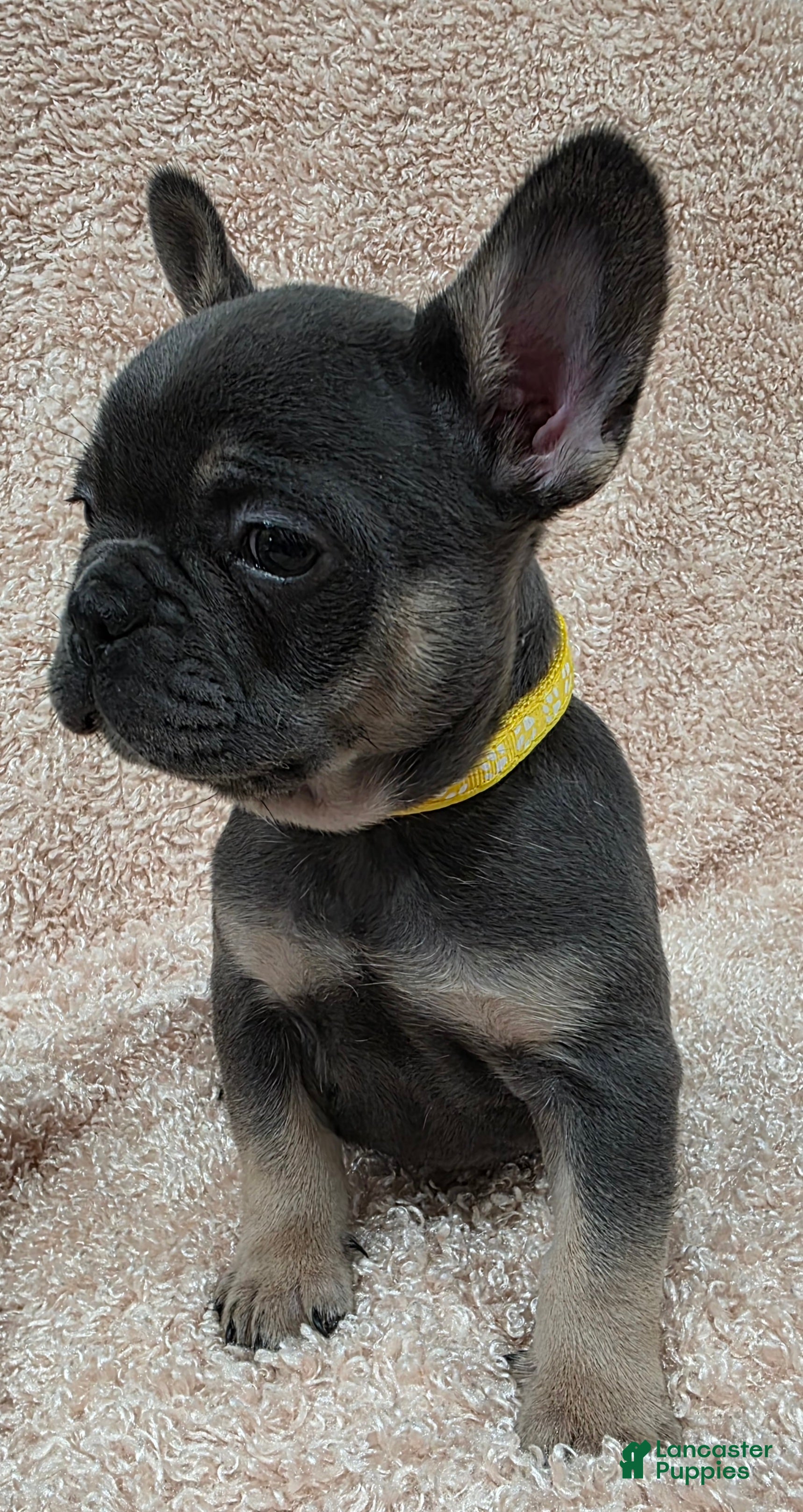 French Bulldog dogs French Bulldog Puppy 3 - Ad 33