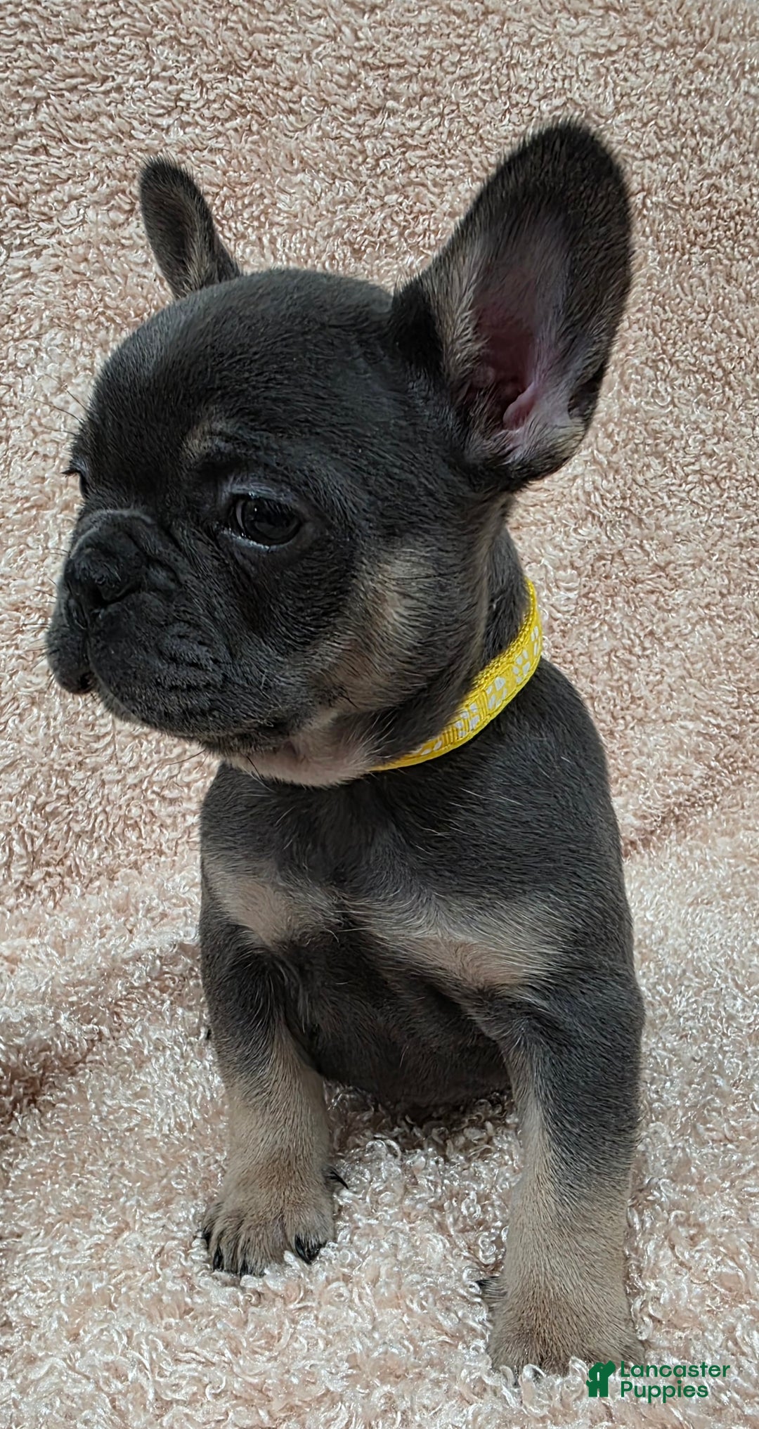 French Bulldog dogs for sale: French Bulldog Puppy 3 - Ad 1