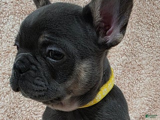 French Bulldog dogs French Bulldog Puppy 3 - Ad 8