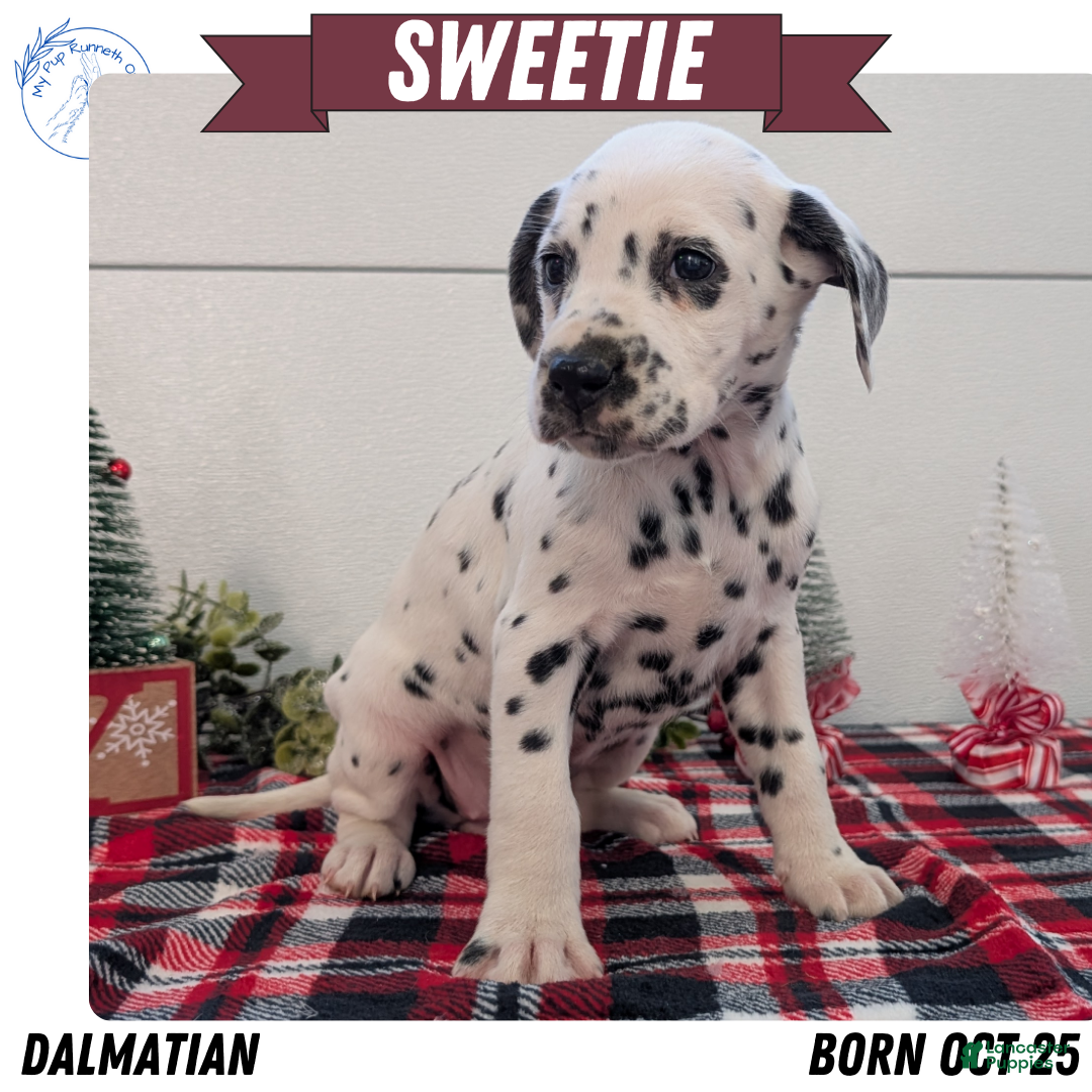 Dalmatian dogs for sale: Sweetie  - Ad 1