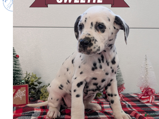 Dalmatian dogs Sweetie - Ad 16